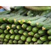 價位合理的黃瓜供應盡在田潤種植產銷合作社 供應黃瓜價格