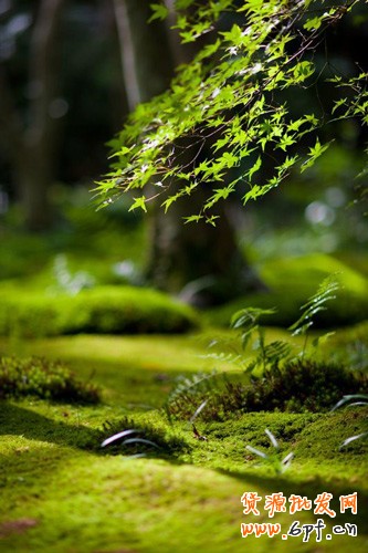 淘寶