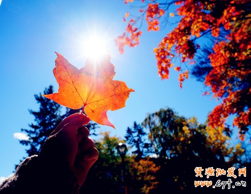 淘寶